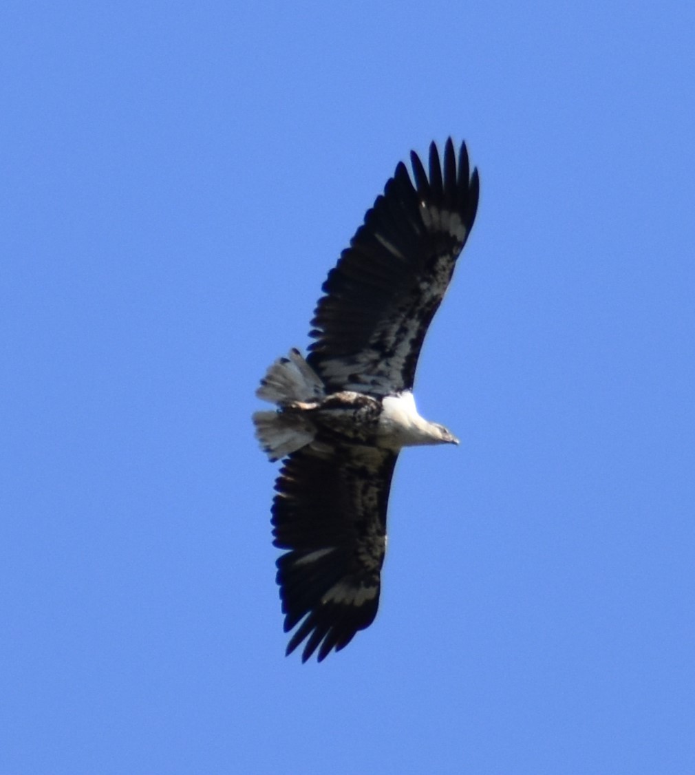 African Fish-Eagle - ML610423803