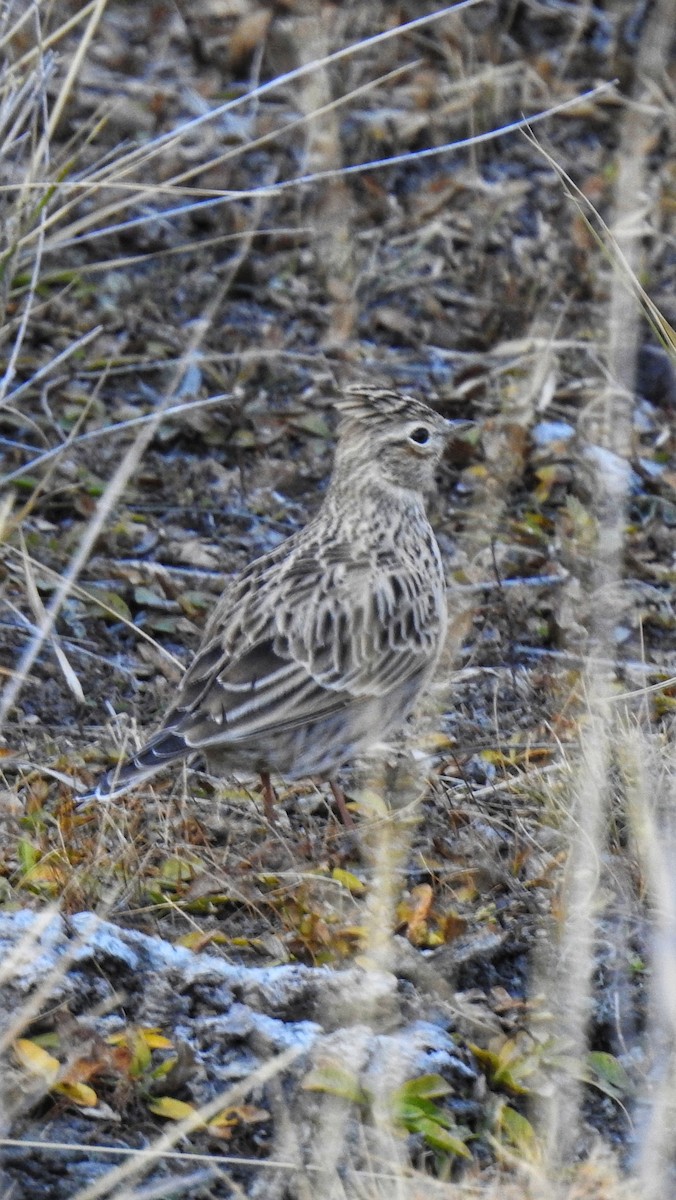 Eurasian Skylark - Akshay Rao