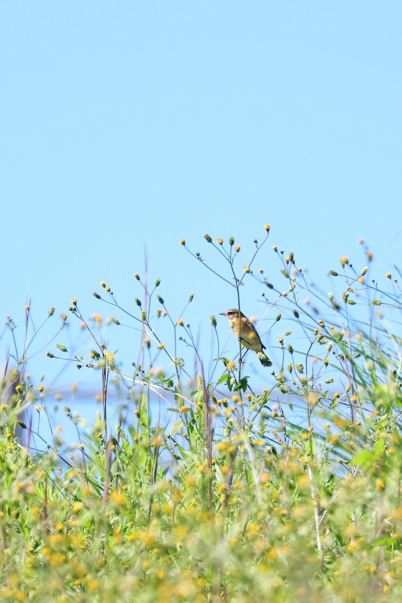 Amur Stonechat - ML610423817