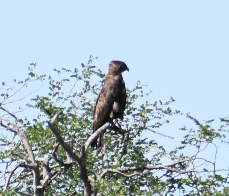 Brown Snake-Eagle - Luis Munoz