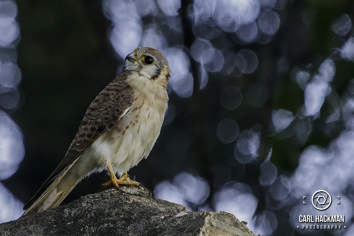 American Kestrel - ML610423890