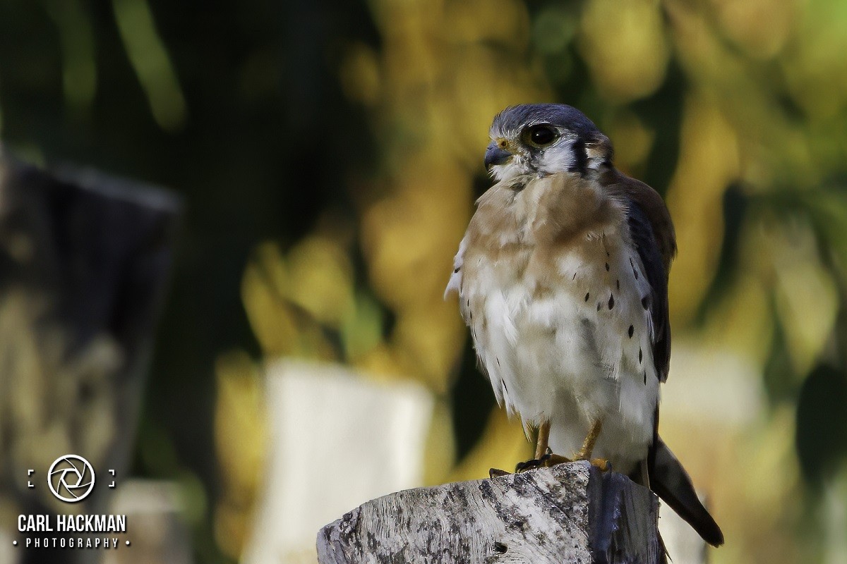 American Kestrel - ML610423891