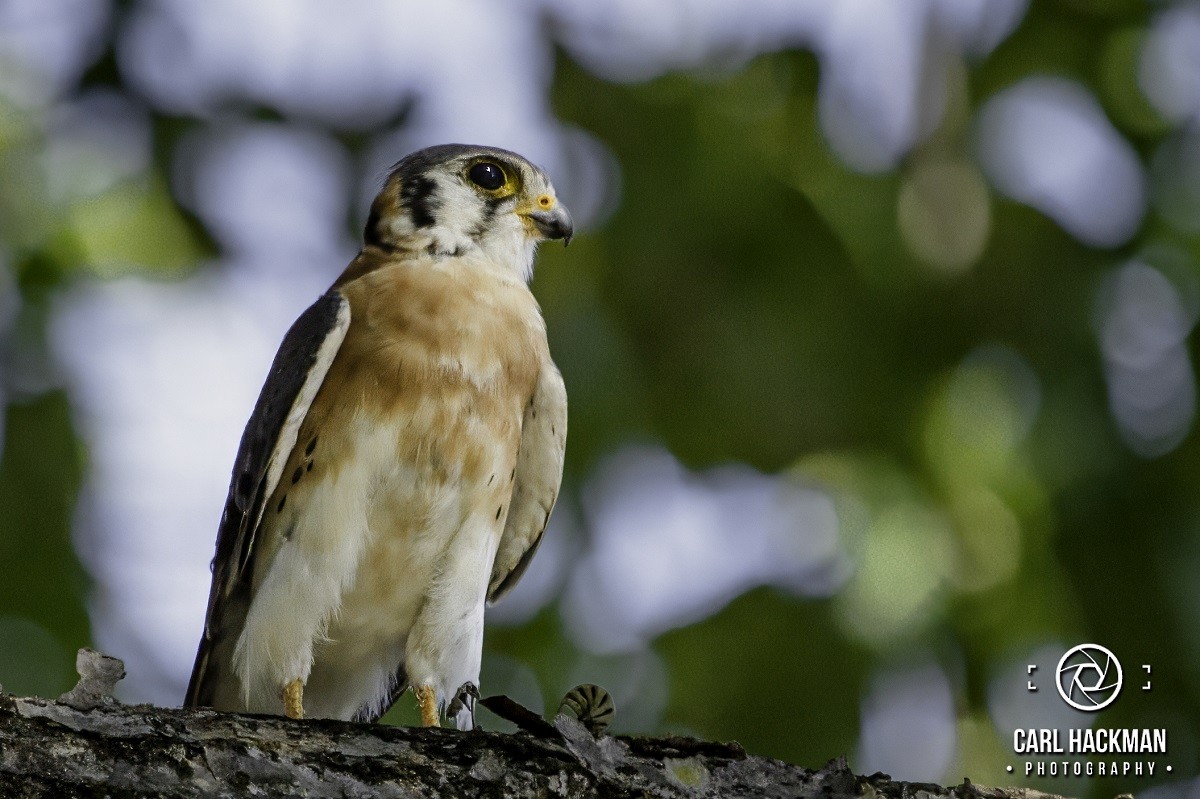 American Kestrel - ML610423905