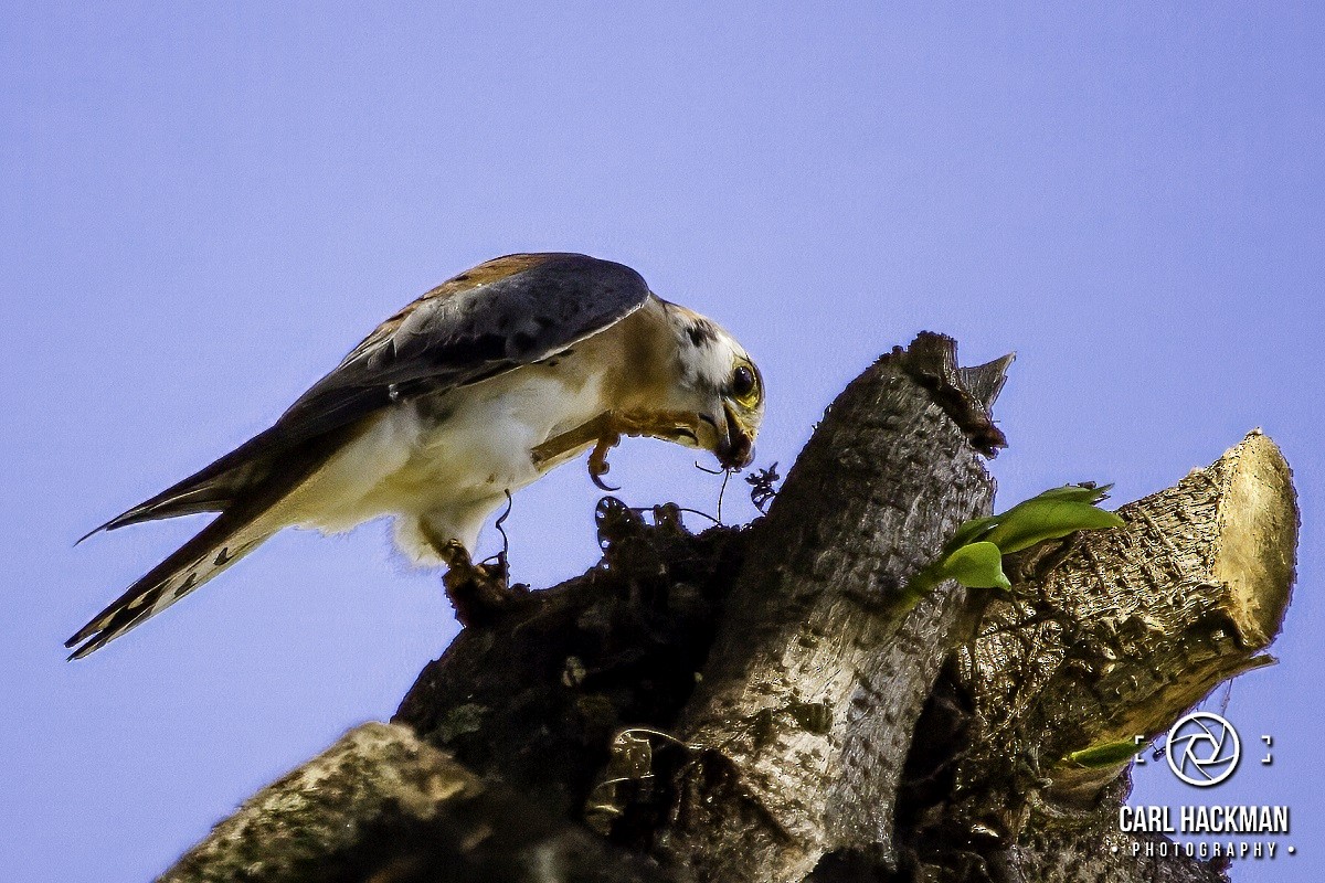 American Kestrel - Carl Hackman