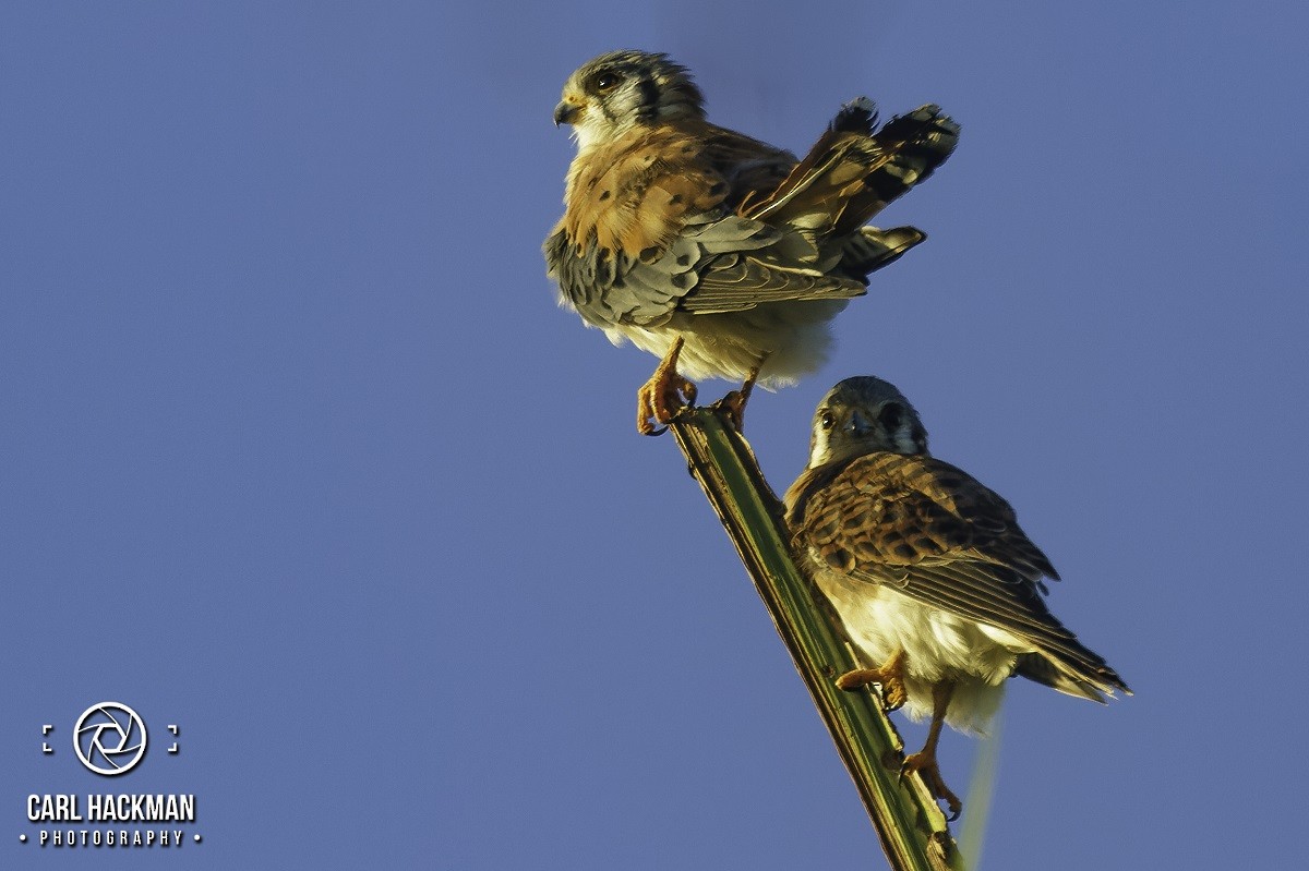 American Kestrel - ML610423917