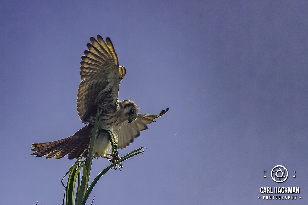 American Kestrel - ML610423918