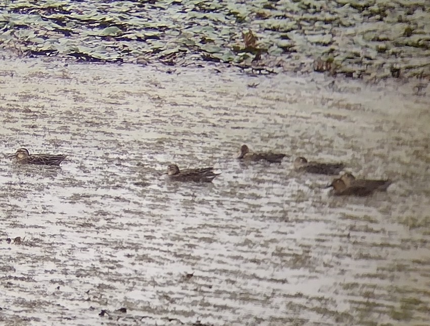 Green-winged Teal - Lars Mannzen