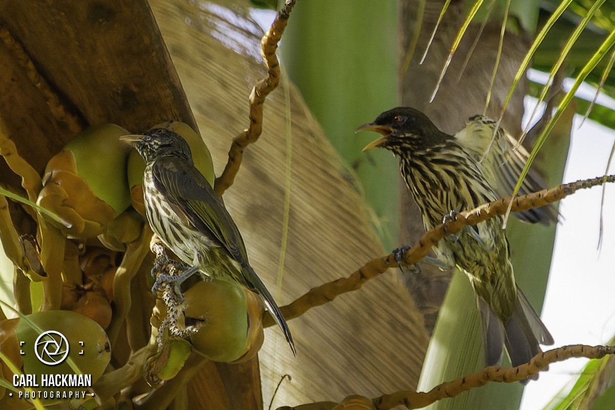 Palmchat - ML610423976