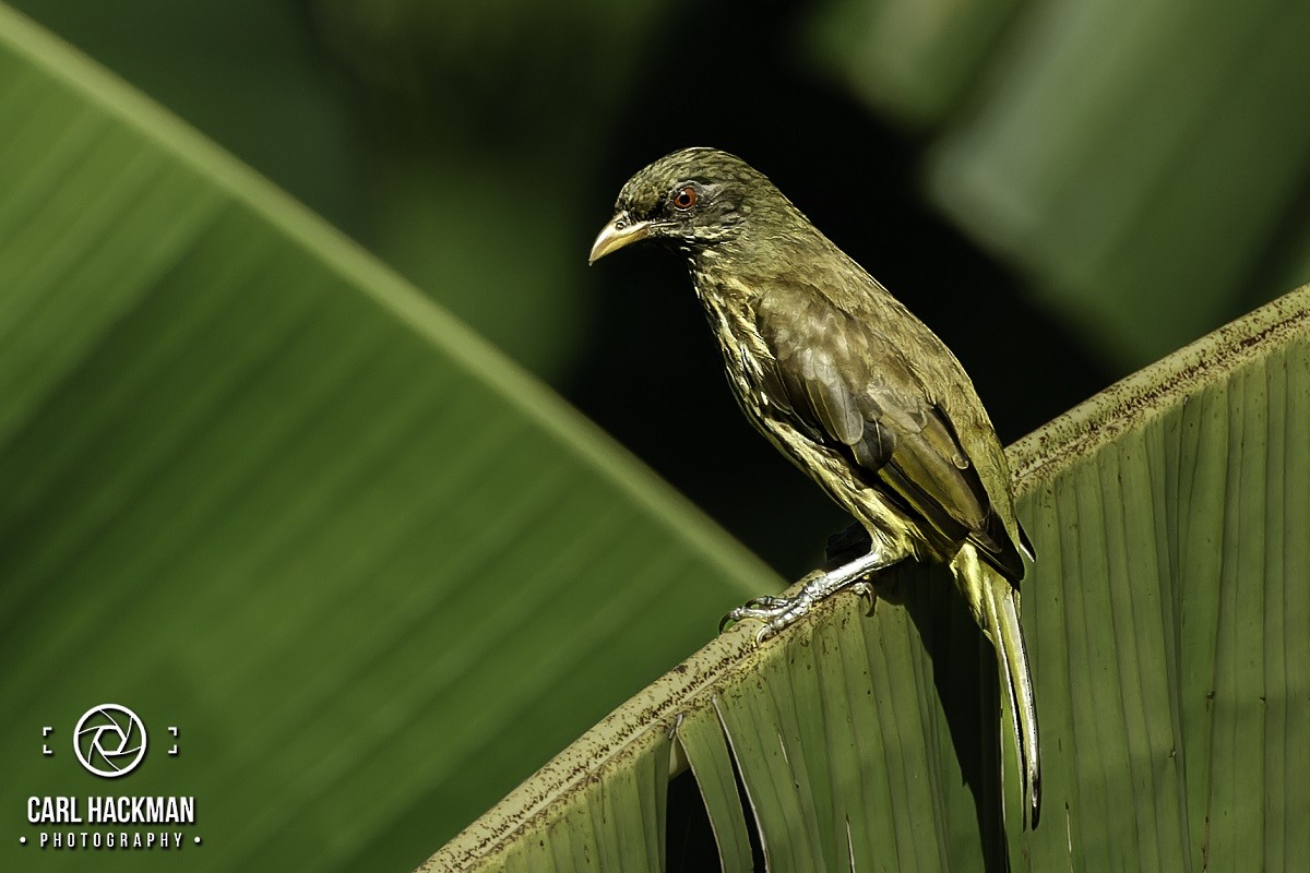 Palmchat - ML610423977