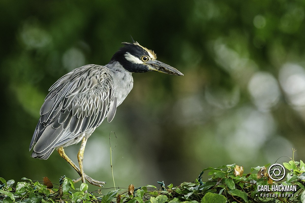 Yellow-crowned Night Heron - ML610424003