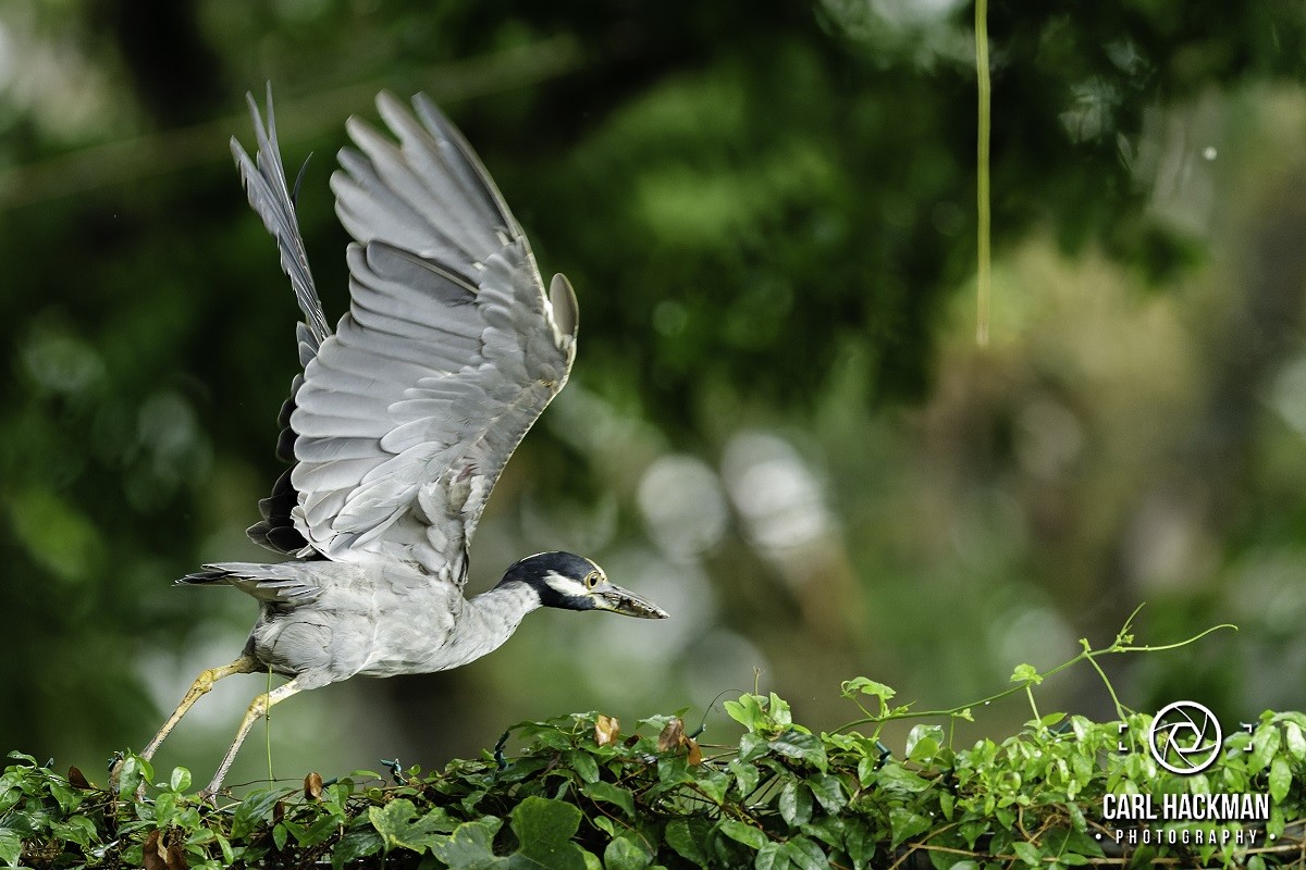 Yellow-crowned Night Heron - ML610424004