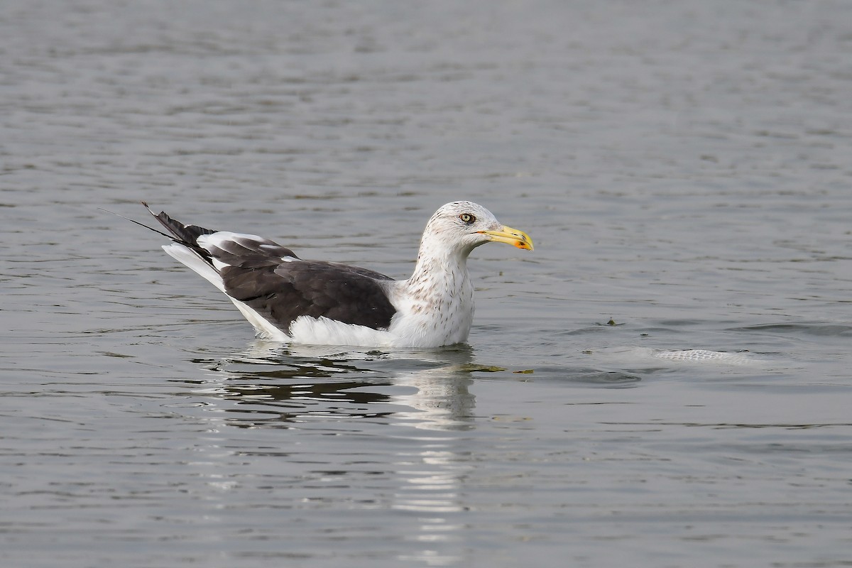 Lesser Black-backed Gull (fuscus) - Yonatan Gordon