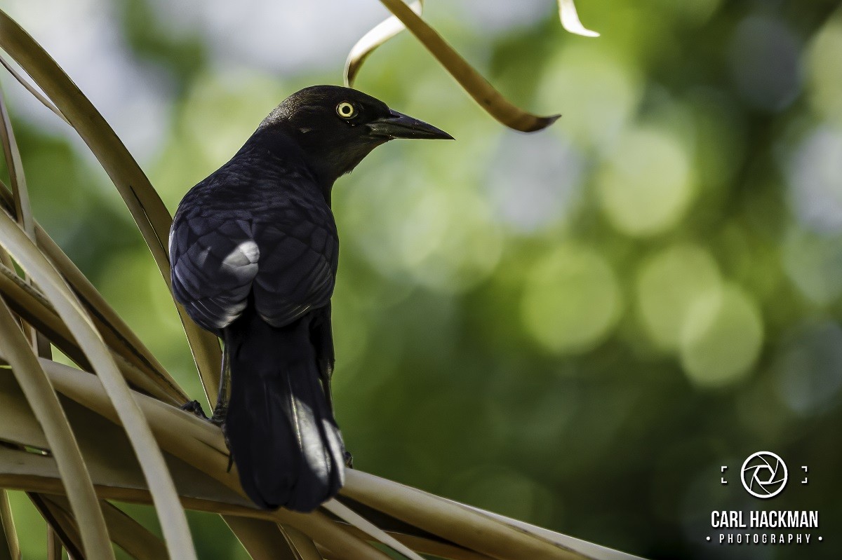 Greater Antillean Grackle - ML610424051