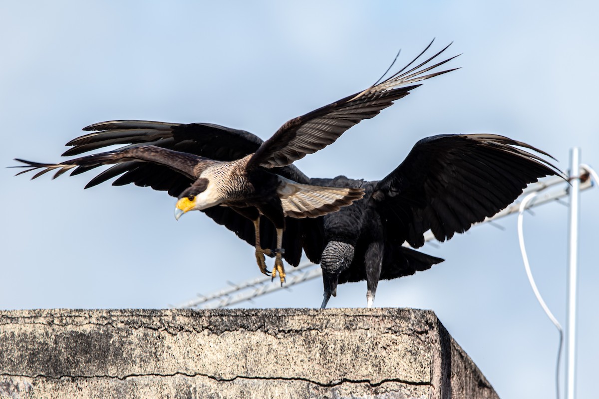 Black Vulture - Marney Queiroz