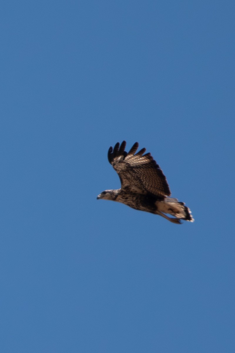 Great Black Hawk - ML610424067