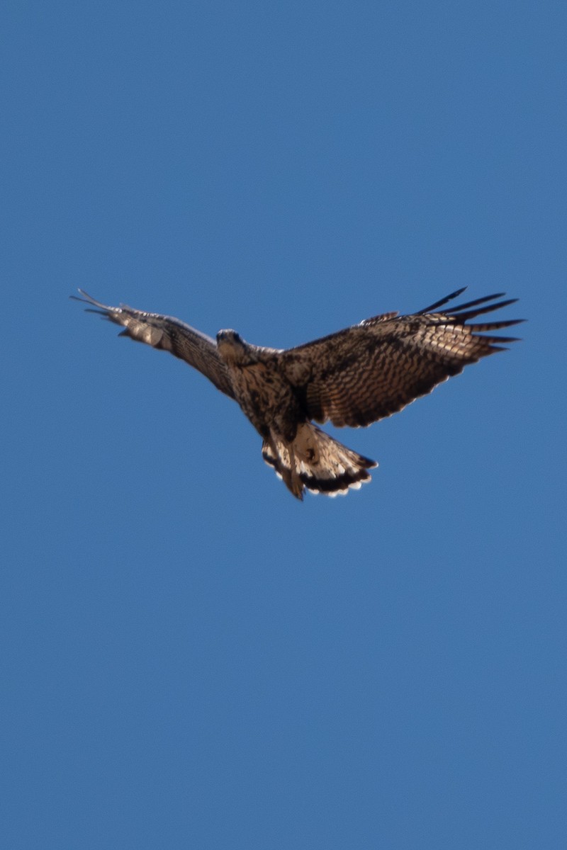 Great Black Hawk - ML610424068