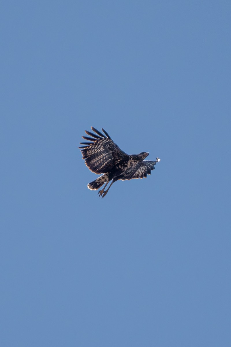 Great Black Hawk - ML610424069