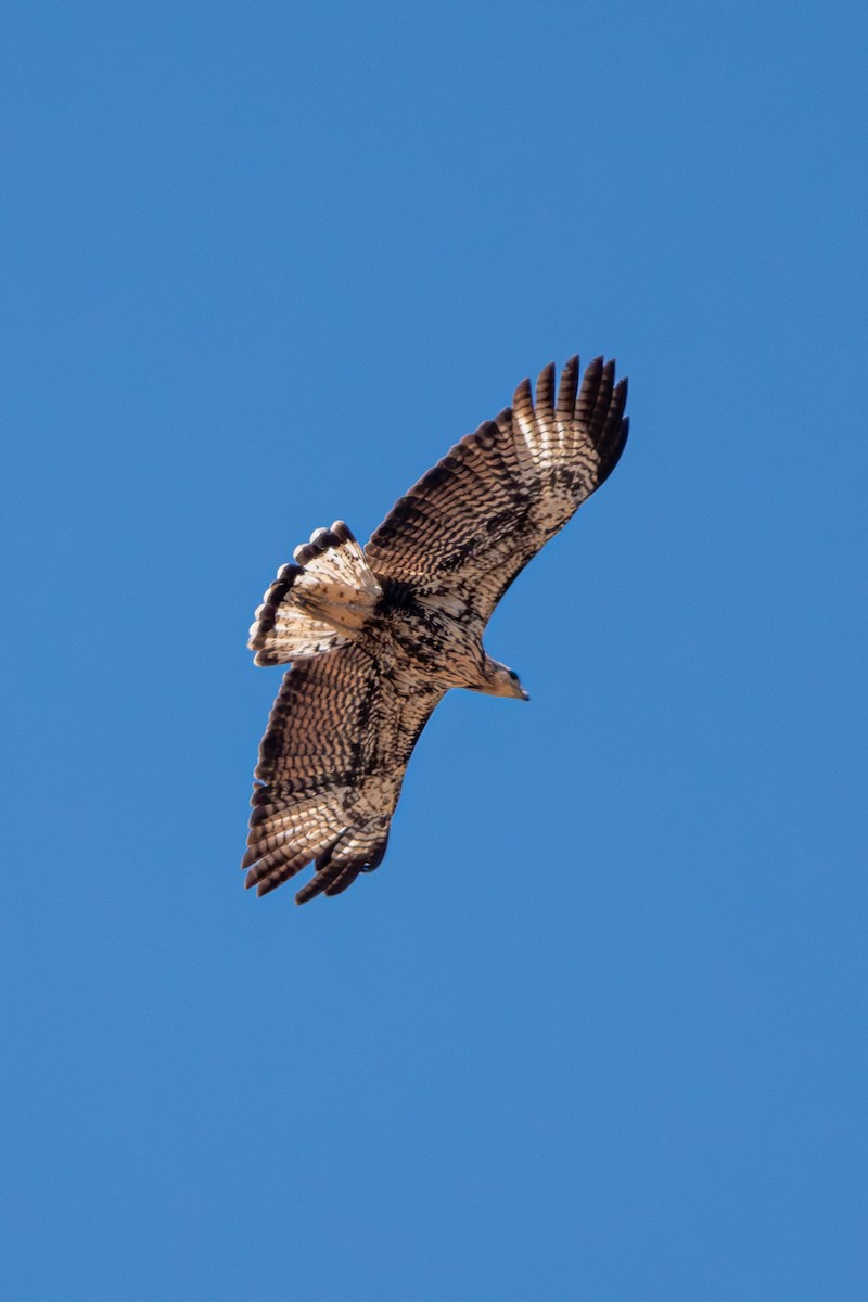 Great Black Hawk - ML610424071