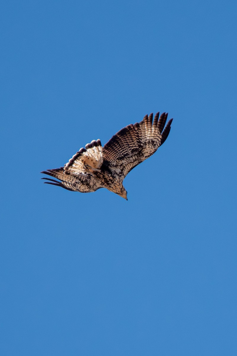 Great Black Hawk - Marney Queiroz