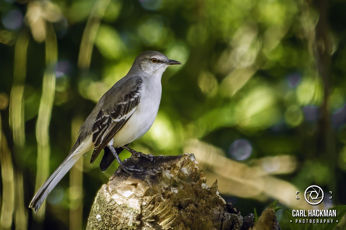 Northern Mockingbird - ML610424097