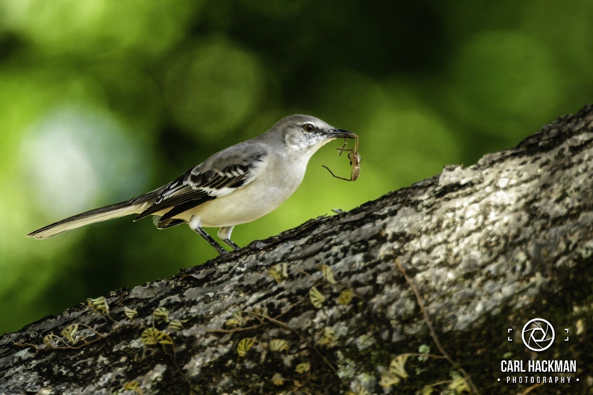 Northern Mockingbird - ML610424098