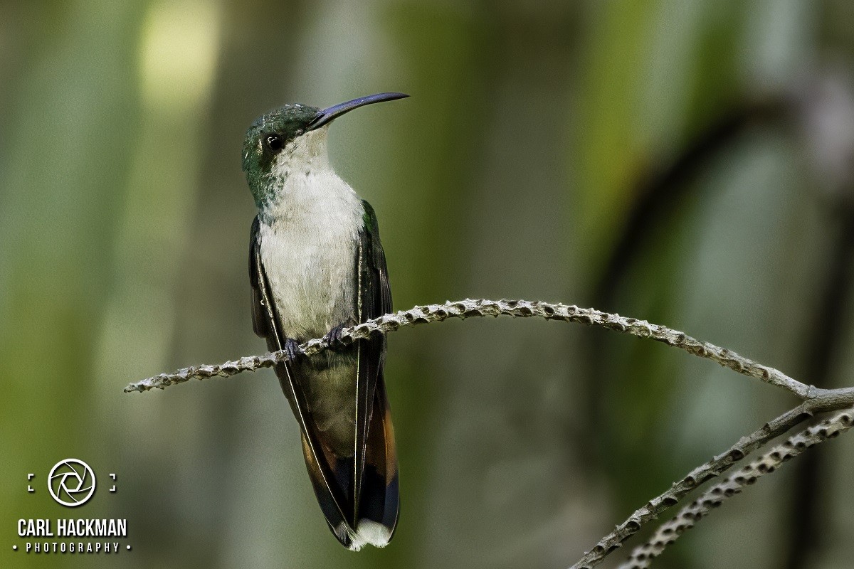 Hispaniolan Mango - ML610424127