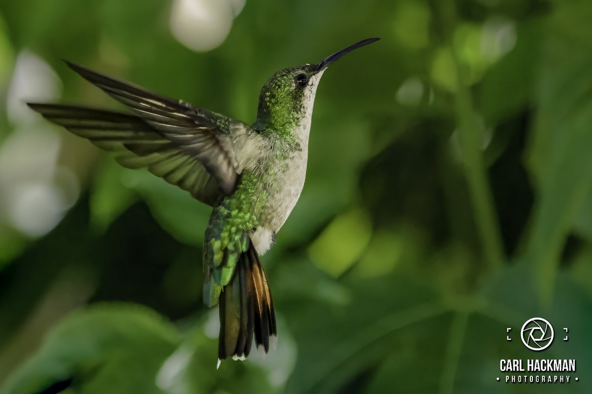 Hispaniolan Mango - ML610424128