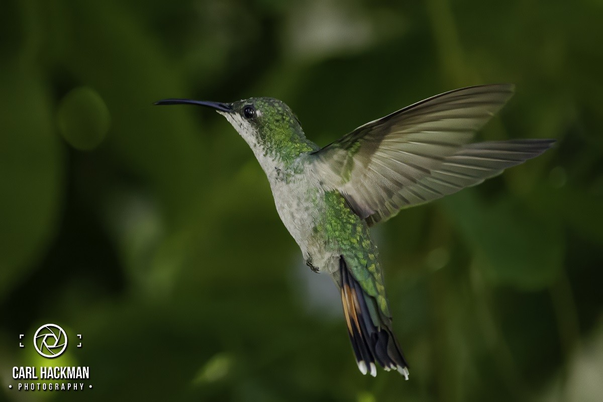 Hispaniolan Mango - ML610424129