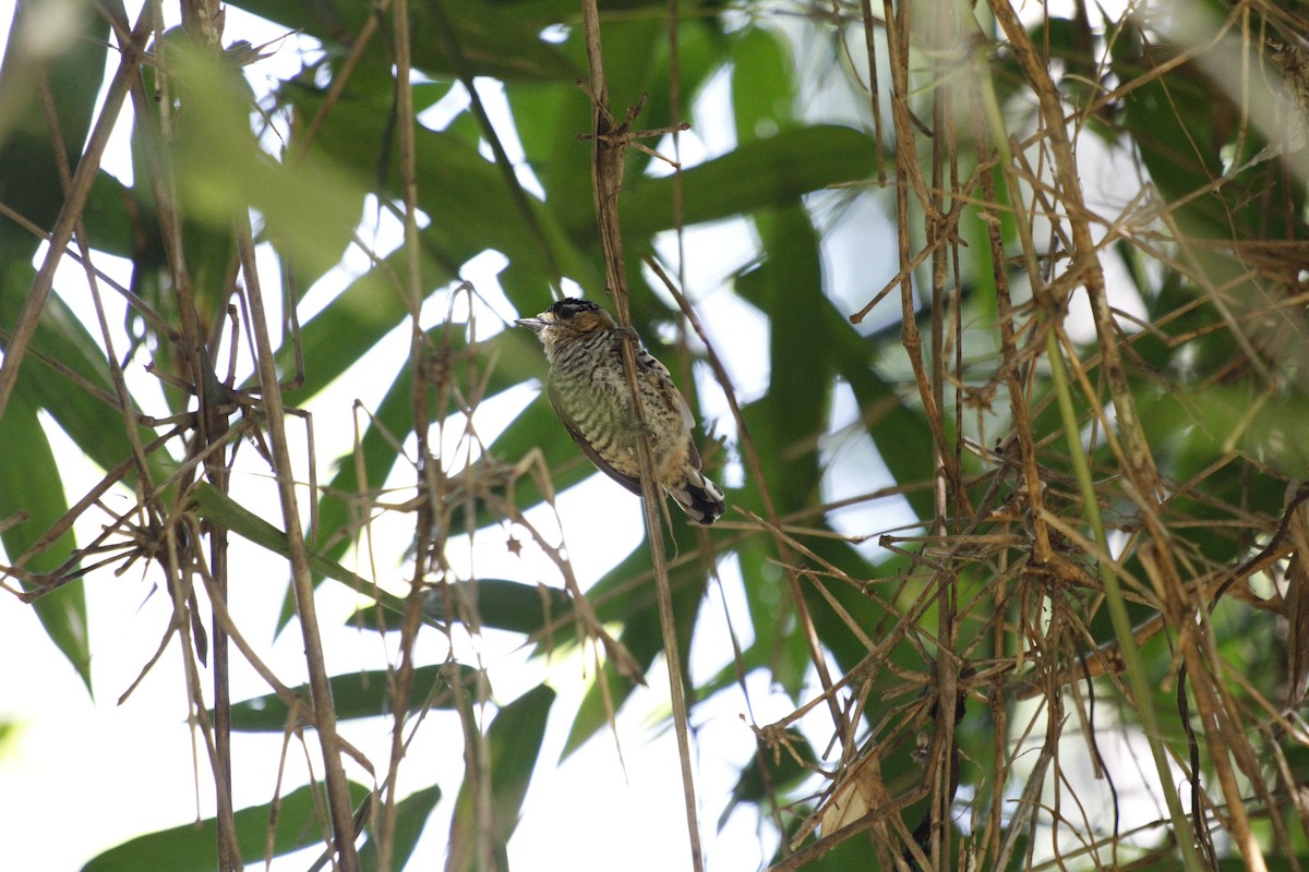Ochre-collared Piculet - ML610424167