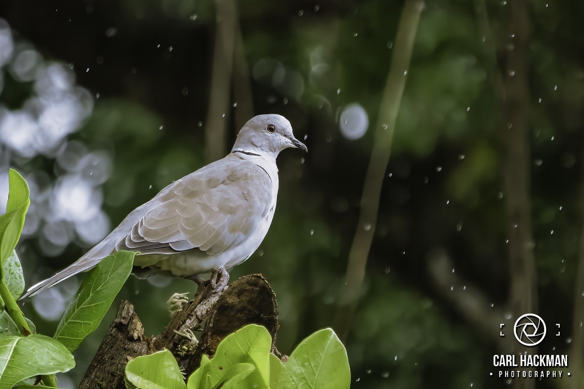 Eurasian Collared-Dove - ML610424183