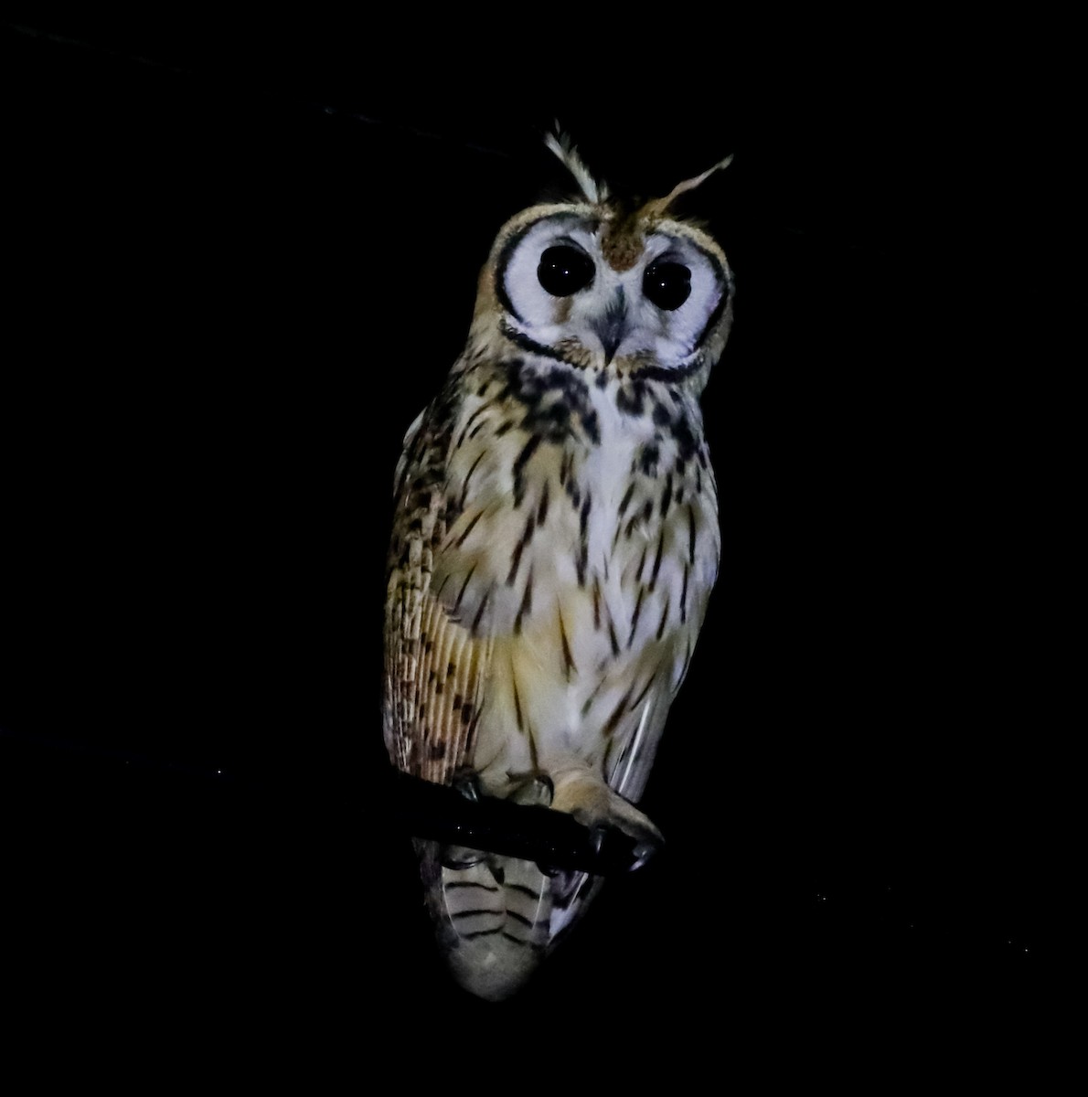 Striped Owl - ML610424199