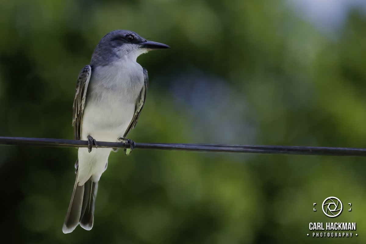 Gray Kingbird - ML610424246