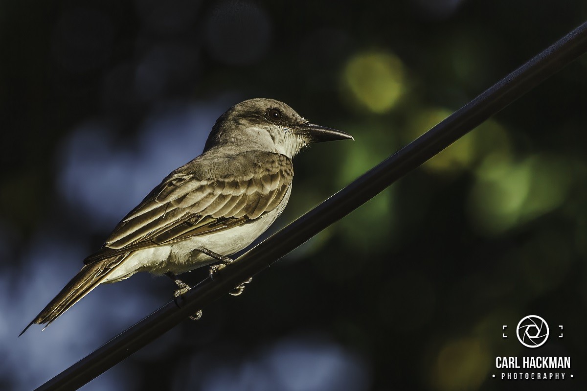 Gray Kingbird - ML610424247