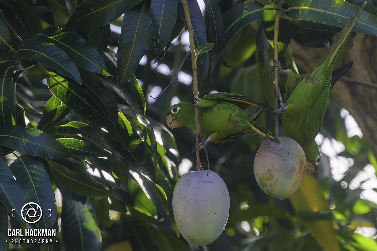 Hispaniolan Parakeet - ML610424316