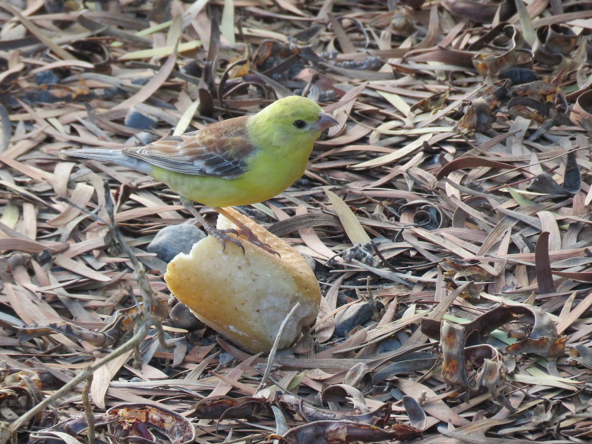 Sudan Golden Sparrow - ML610424339