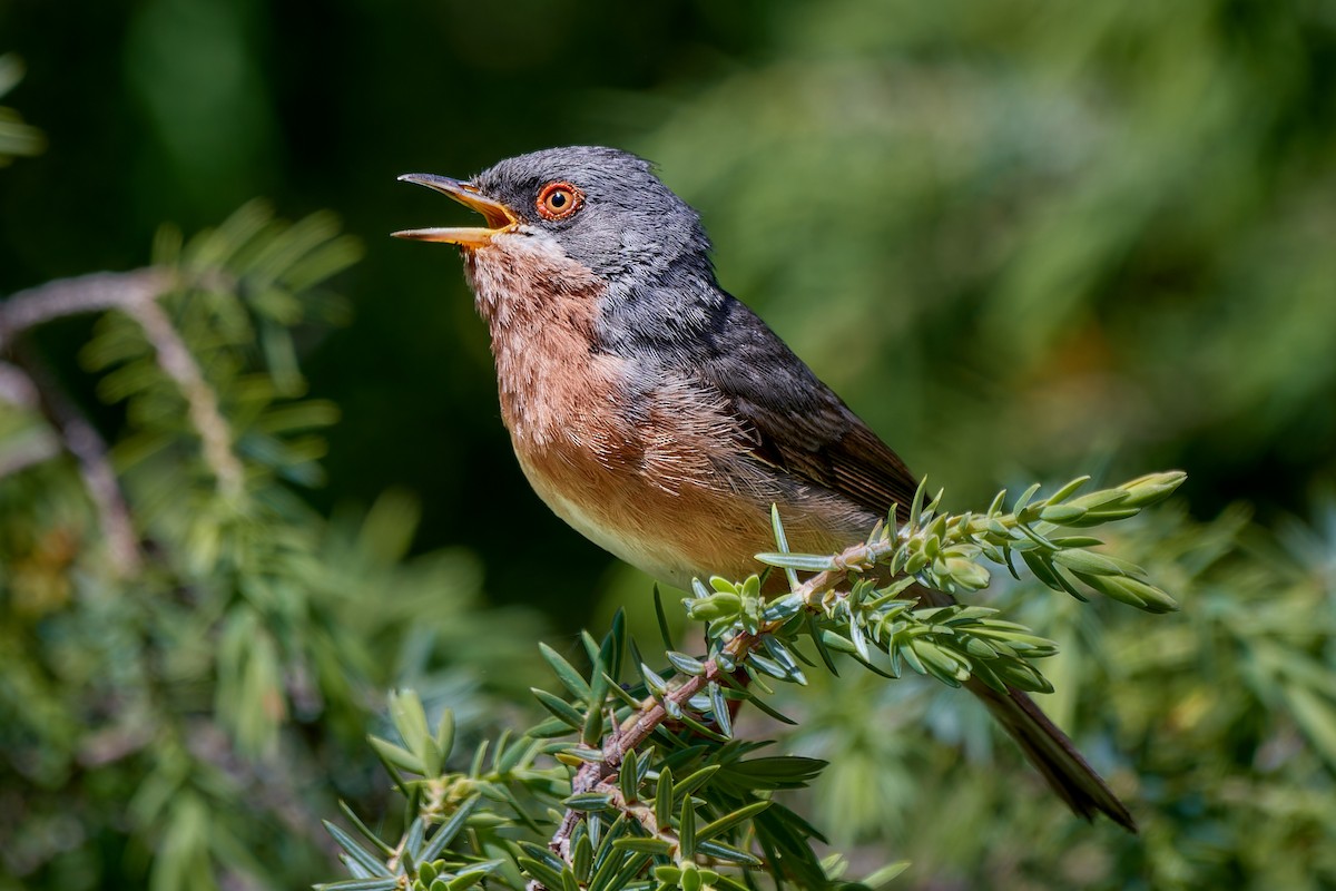 Moltoni's Warbler - ML610424375