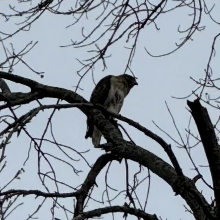 Red-tailed Hawk - ML610424396