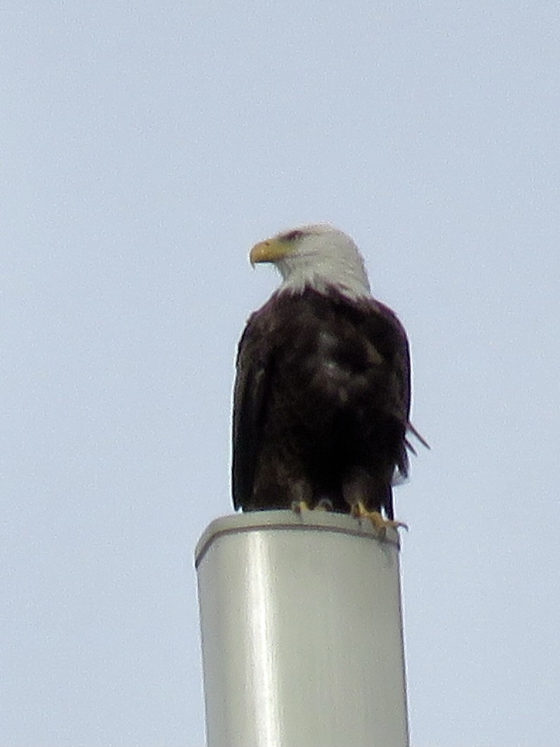 Bald Eagle - ML610424508