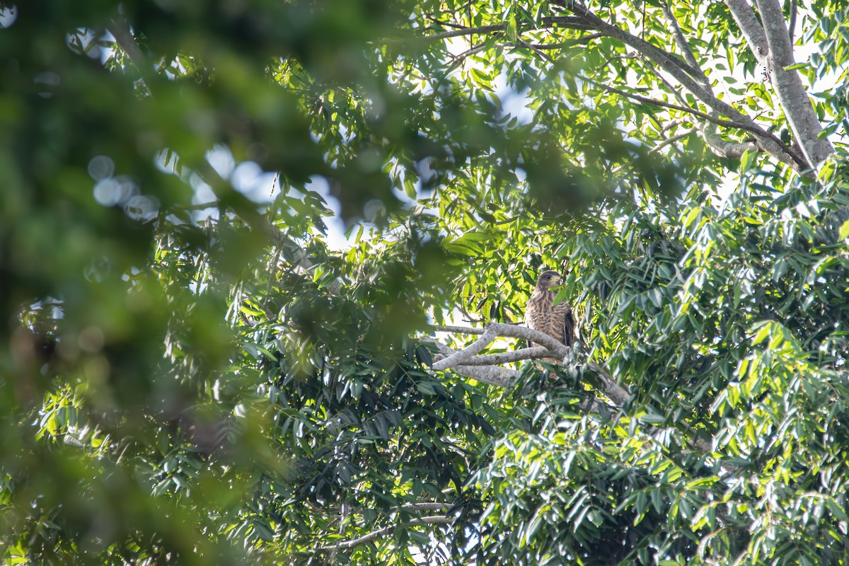 Roadside Hawk - ML610424512