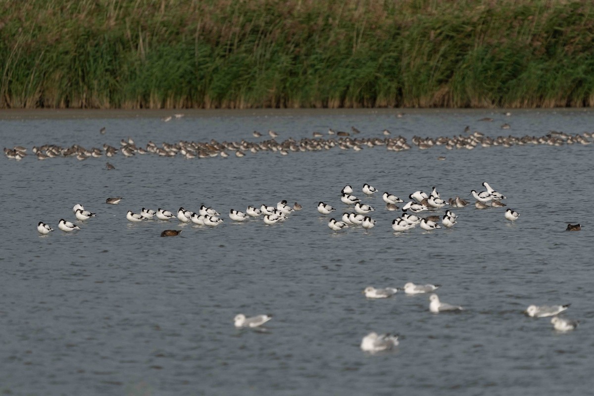 Pied Avocet - ML610424541