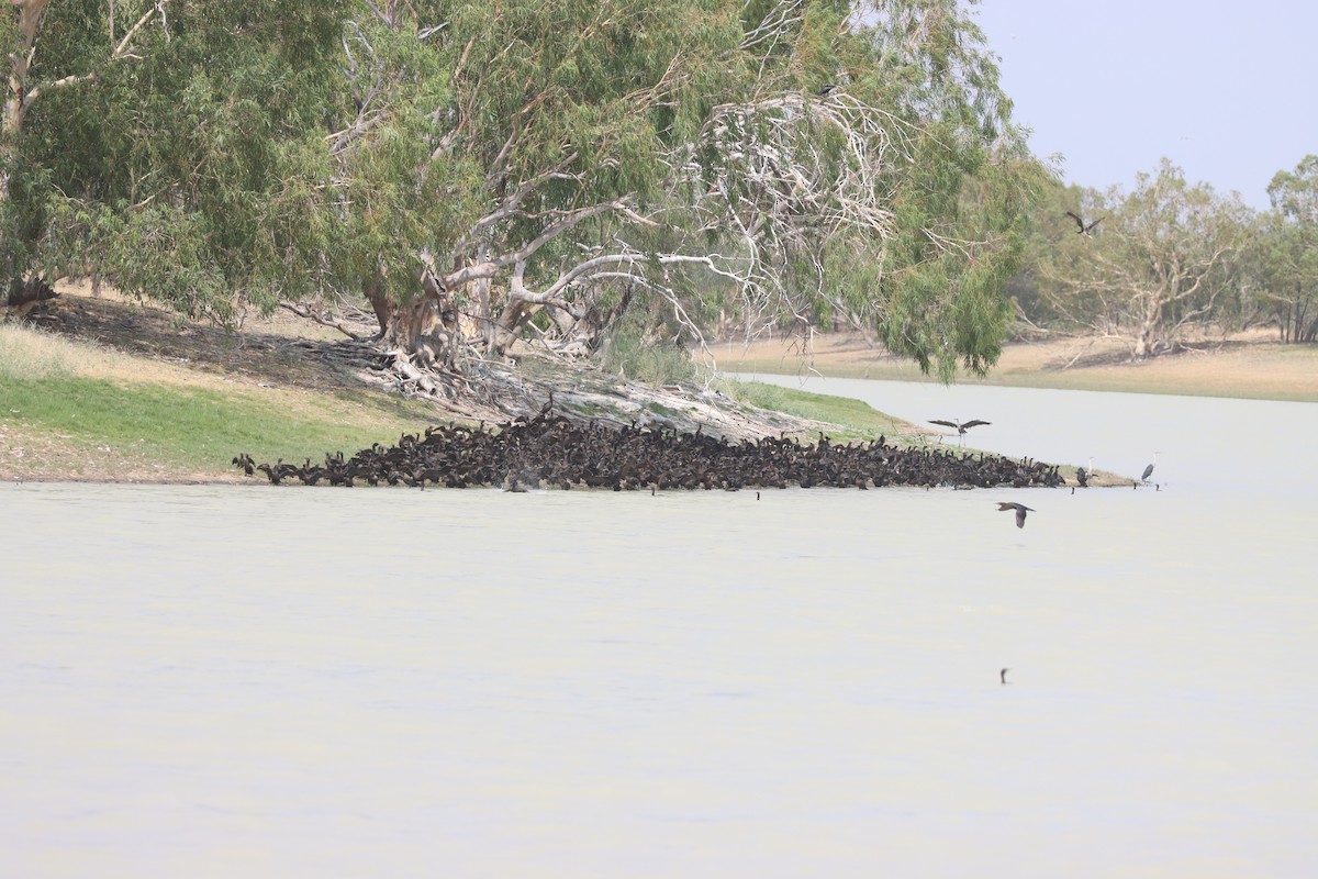 Little Black Cormorant - ML610424621