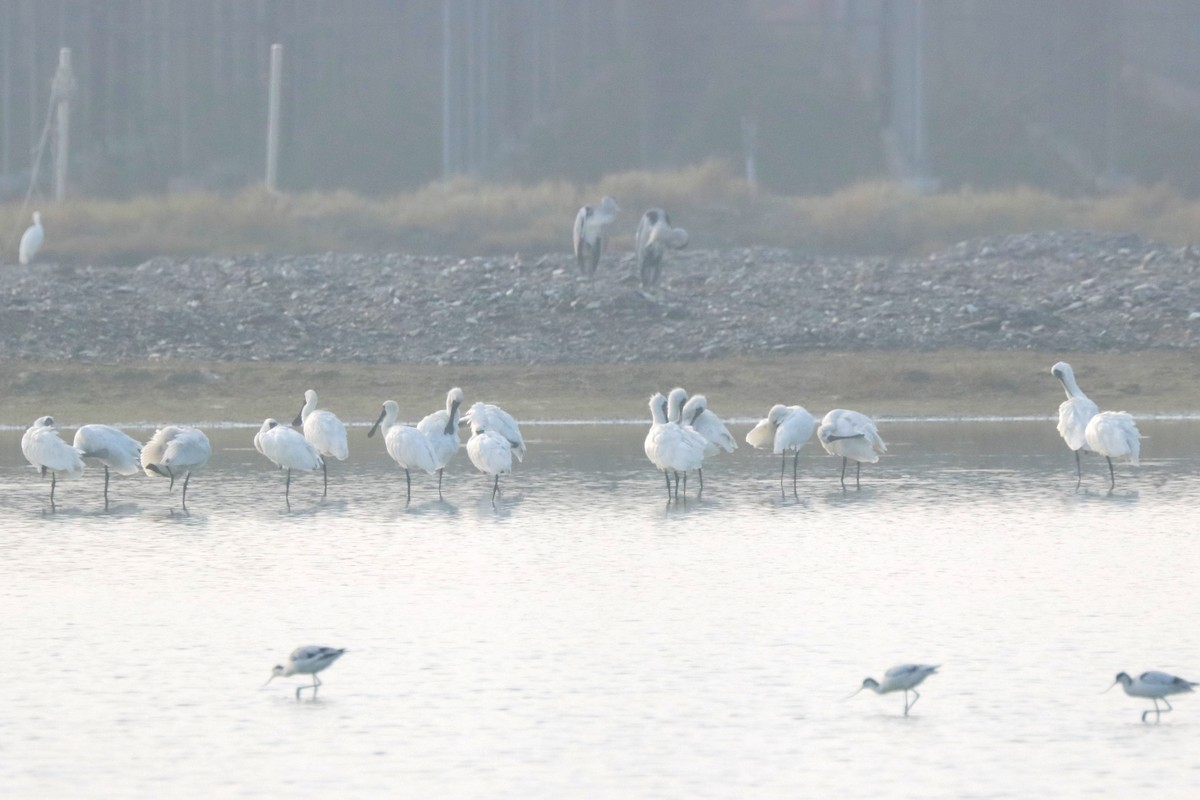 Black-faced Spoonbill - ML610424850