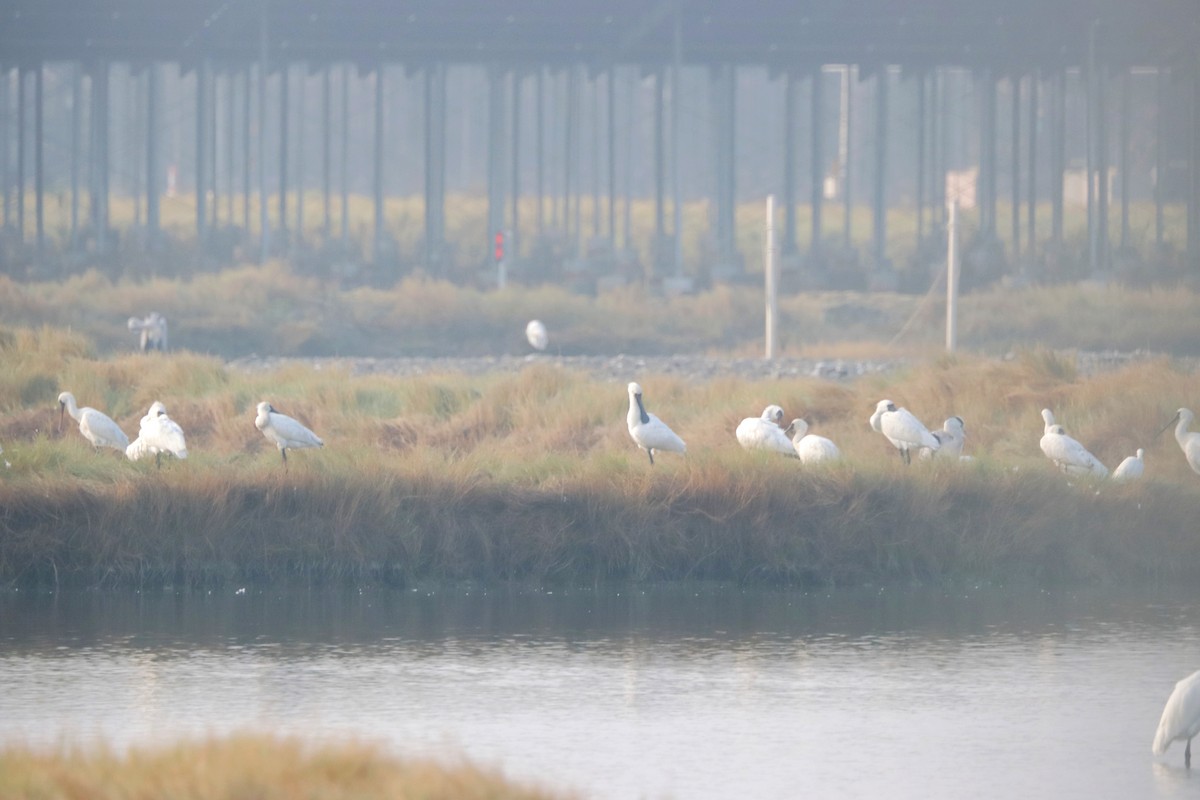 Black-faced Spoonbill - ML610424851