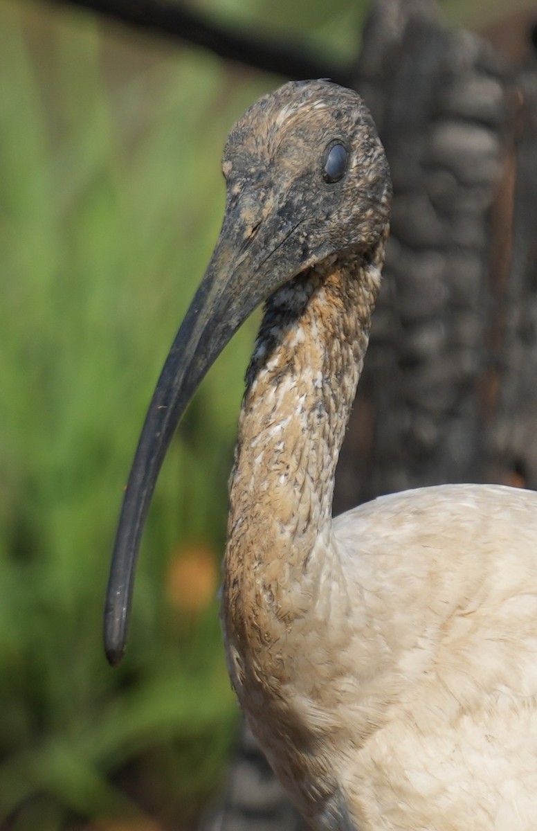 ibis australský - ML610425001