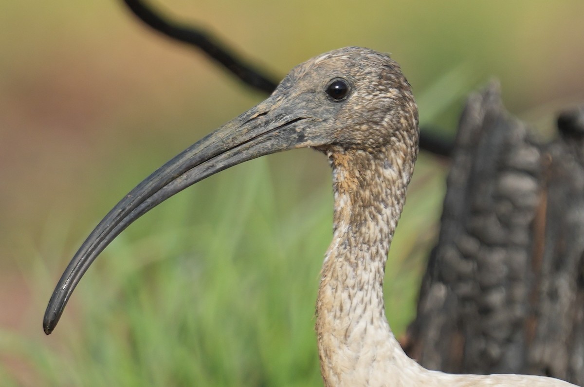 ibis australský - ML610425002