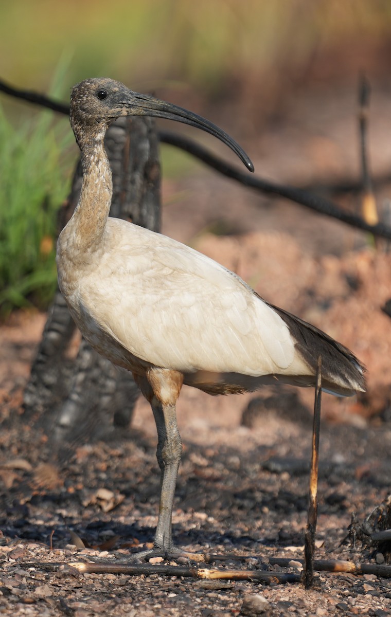 ibis australský - ML610425003