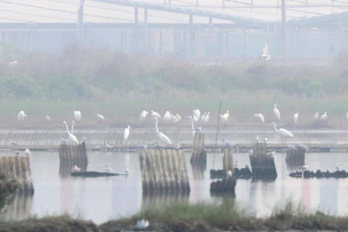 Black-faced Spoonbill - ML610425102