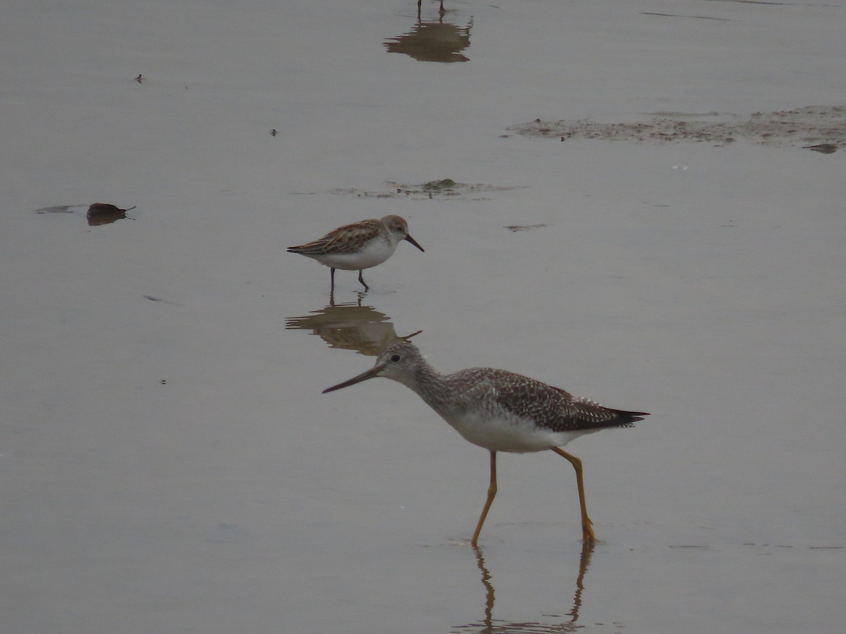 Greater Yellowlegs - ML610425205