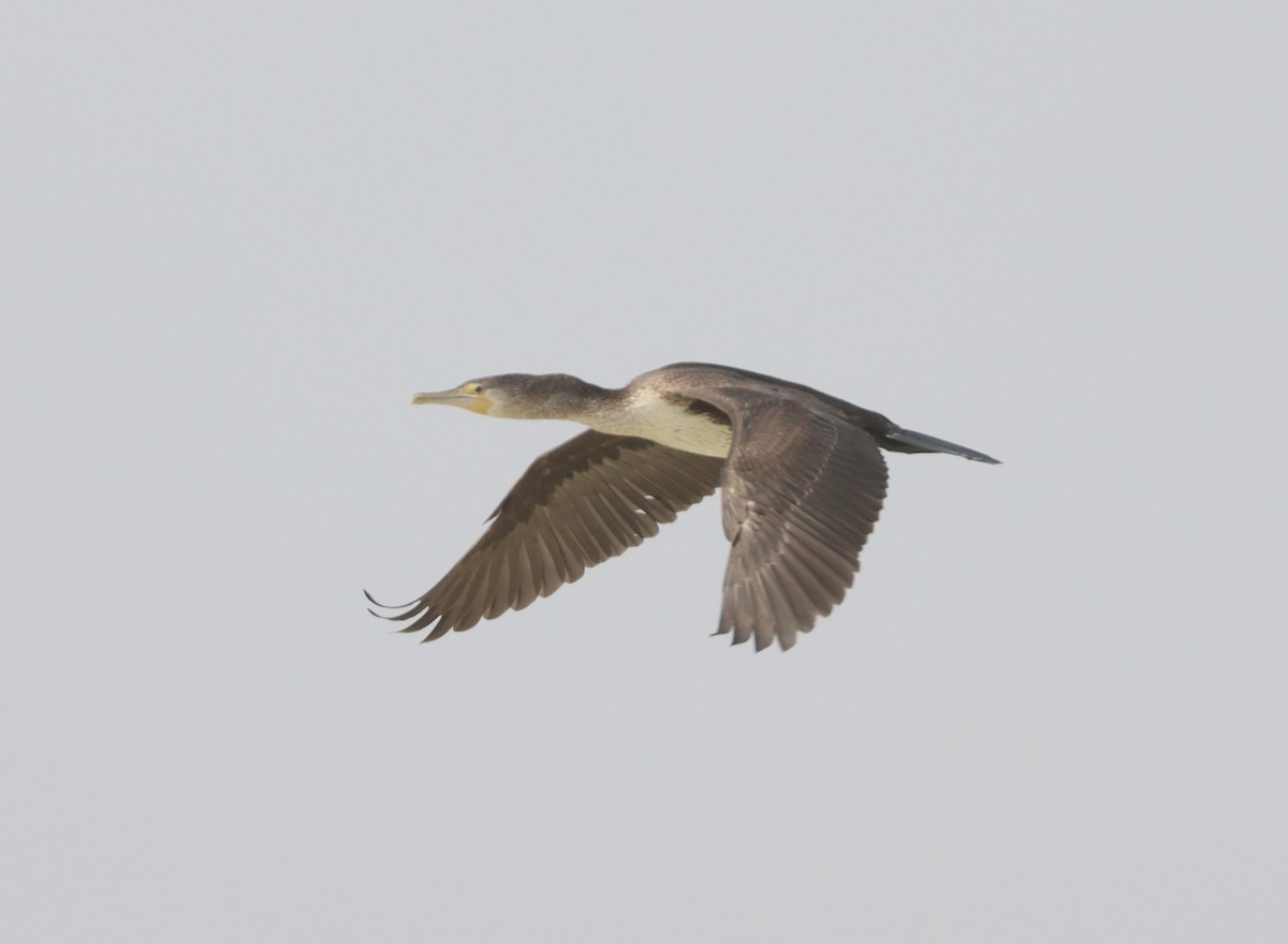 Pied Cormorant - ML610425220