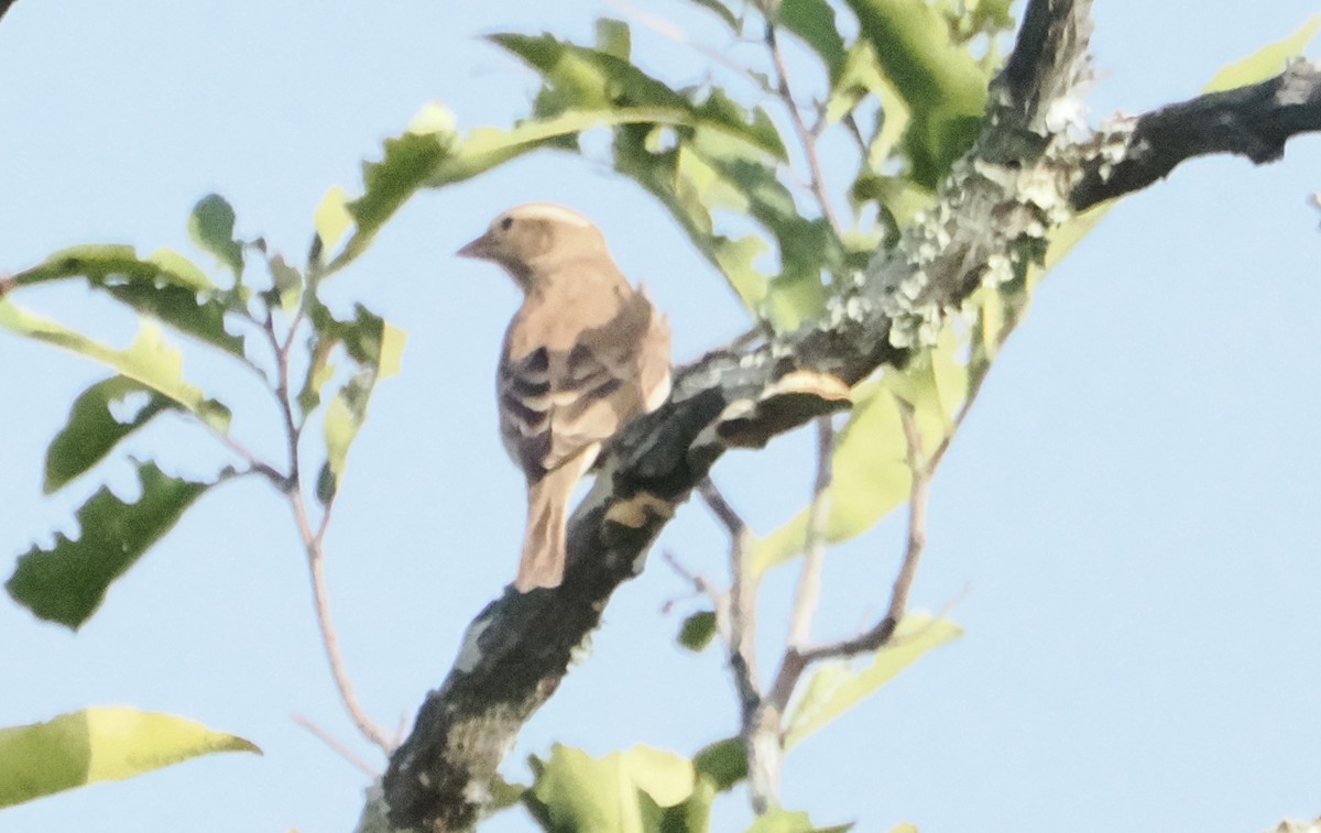 Sahel Bush Sparrow - Miles Mcevoy